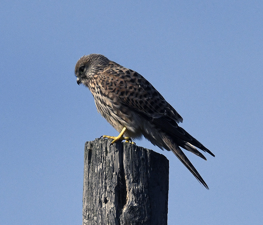 Tornfalk (Falco tinnunculus)